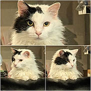 Zoomie is registered to the contest to win money with this photo: cat, white_cat, black_patches, fluffy_fur, indoor, pet, feline, portrait, close_up, sitting, curious, animal, domestic, cute, whiskers, ears, paw, furniture, relaxed, compilation