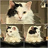cat, white_cat, black_patches, fluffy_fur, indoor, pet, feline, portrait, close_up, sitting, curious, animal, domestic, cute, whiskers, ears, paw, furniture, relaxed, compilation