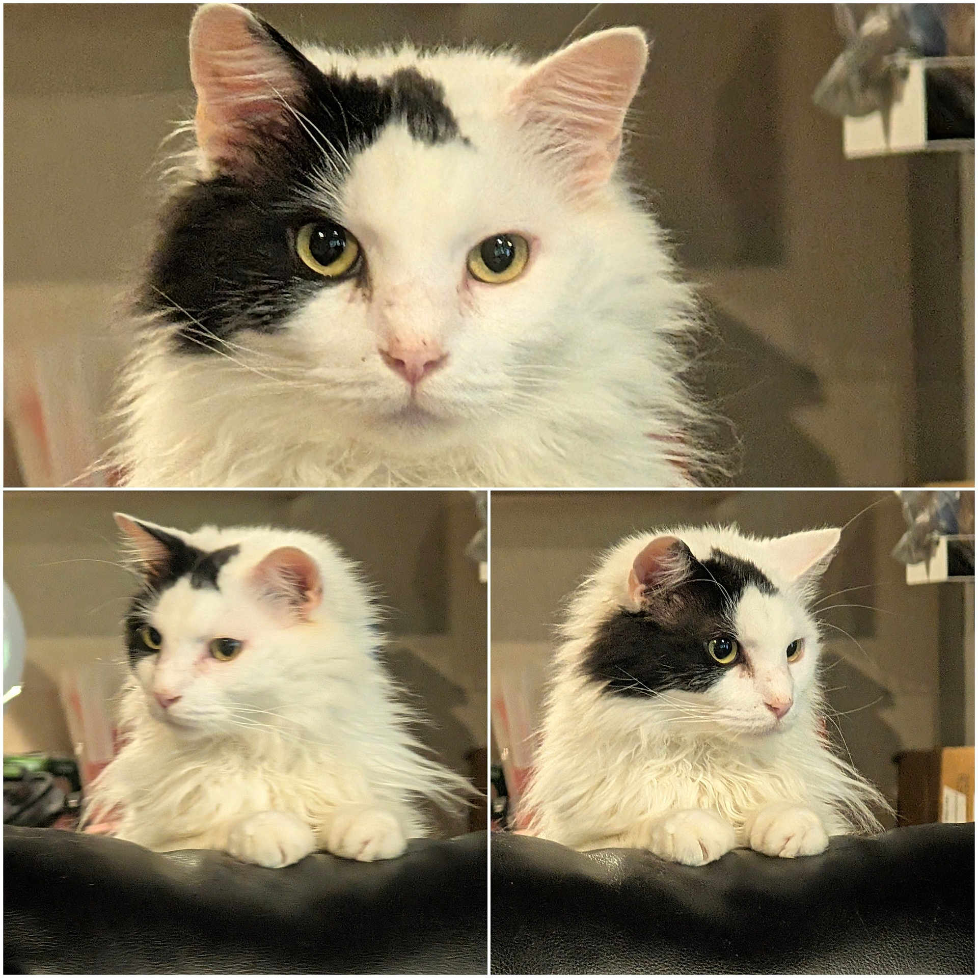 Zoomie is registered to the contest to win money with this photo: cat, white_cat, black_patches, fluffy_fur, indoor, pet, feline, portrait, close_up, sitting, curious, animal, domestic, cute, whiskers, ears, paw, furniture, relaxed, compilation