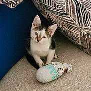 Sammy is registered to the contest to win money with this photo: kitten, cat, pet, indoor, toy, sock_toy, carpet, cushion, patterned_fabric, white_fur, gray_fur, cute, small, curious, sitting, animal, young, feline, domestic, cozy