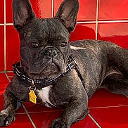 Emperesse Oya joined the competition — help win amazing prizes! dog, french_bulldog, pet, animal, canine, black_dog, ears, collar, tag, lying_down, resting, red_tiles, floor, wall, domestic, cute, portrait, fur, paw, indoor