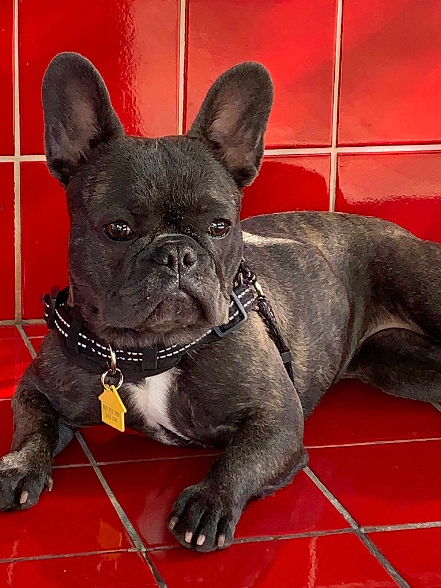 Emperesse Oya joined the competition — help win amazing prizes! dog, french_bulldog, pet, animal, canine, black_dog, ears, collar, tag, lying_down, resting, red_tiles, floor, wall, domestic, cute, portrait, fur, paw, indoor
