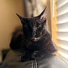 Astra joined the competition — help win amazing prizes! cat, black_cat, indoor, pet, animal, feline, relaxed, leather_couch, window_blinds, natural_light, close_up, whiskers, ears, tongue, resting, cozy, soft_light, domestic_cat, portrait, cute