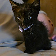Astra joined the competition — help win amazing prizes! kitten, black_cat, pet, animal, cute, collar, indoor, bed, fur, whiskers, small, young, feline, curious, domestic_animal, sitting, soft, cozy, eyes, portrait