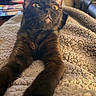 cat, black_cat, pet, animal, feline, stretching, blanket, indoor, close_up, whiskers, ears, fur, curious, eyes, paws, cozy, home, relaxation, soft_texture, comfort