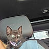 Astra joined the competition — help win amazing prizes! kitten, black_cat, pet, collar, car_interior, headrest, window, shoulder, curious, young_animal, indoor, animal, feline, closeup, cute, small, domestic_cat, sitting, person, human