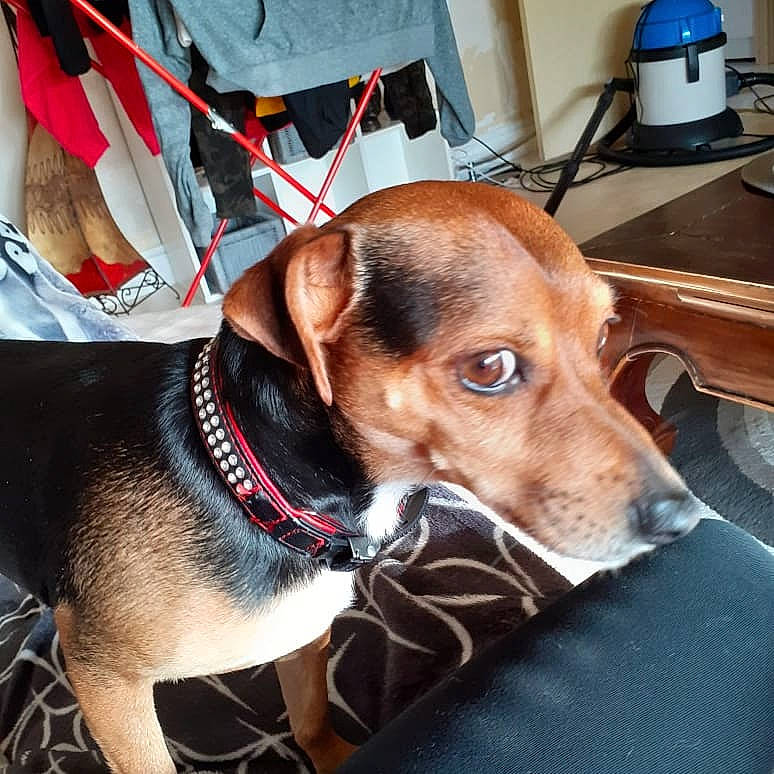 Juniore a rejoint le concours — aidez-le/la à gagner de superbes lots ! beagador, beagle, canidae, carnivore, collar, dachshund, dog, dog_breed, dog_collar, ear, fawn, leash, mammal, puppy, snout