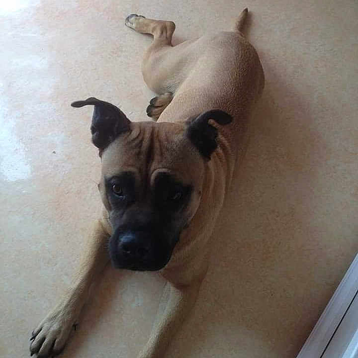 Nelia