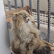 Noé participe au concours pour gagner de l'argent avec cette photo : abyssinian, angora, animal, basket, box, cage, cat, crate, den, doghouse, indoors, interiordesign, kennel, kitten, lion, manx, pet, siamese, toy, wood