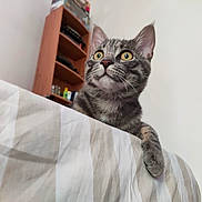 Douchka participe au concours pour gagner de l'argent avec cette photo : cat, tabby, pet, indoor, bed, blanket, striped, furniture, shelf, curious, animal, whiskers, ears, eyes, paw, resting, looking, cozy, home, domestic