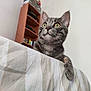 cat, tabby, pet, indoor, bed, blanket, striped, furniture, shelf, curious, animal, whiskers, ears, eyes, paw, resting, looking, cozy, home, domestic
