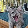 Totof a rejoint le concours — aidez-le/la à gagner de superbes lots ! kitten, cat, gray_tabby, wooden_cat_house, balcony, outdoor, pet, feline, cute, yawning, tongue_out, playful, fur, animal, paws, close_up, daylight, nature, greenery, wood