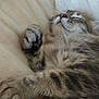 Totof participe au concours pour gagner de l'argent avec cette photo : cat, kitten, sleeping, fur, tabby, paw, whiskers, soft, quilt, beige, cute, pet, animal, relaxing, cozy, indoor, closeup, resting, adorable, feline