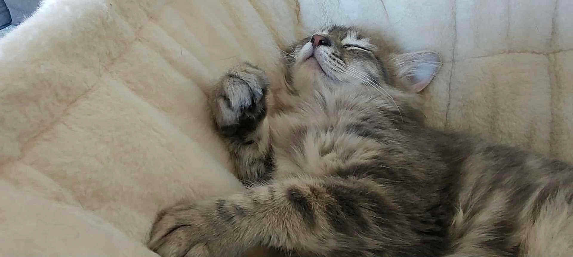 Totof participe au concours pour gagner de l'argent avec cette photo : cat, kitten, sleeping, fur, tabby, paw, whiskers, soft, quilt, beige, cute, pet, animal, relaxing, cozy, indoor, closeup, resting, adorable, feline