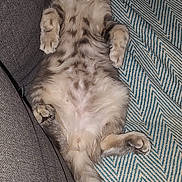 Totof participe au concours pour gagner de l'argent avec cette photo : cat, fluffy, relaxed, sleeping, couch, blanket, striped_pattern, indoor, pet, feline, tabby, fur, whiskers, paws, tail, cozy, resting, comfort, cute, domestic_animal