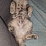 cat, fluffy, relaxed, sleeping, couch, blanket, striped_pattern, indoor, pet, feline, tabby, fur, whiskers, paws, tail, cozy, resting, comfort, cute, domestic_animal