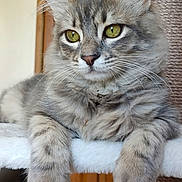 Totof participe au concours pour gagner de l'argent avec cette photo : animal, cat, close_up, cozy, cute, domestic_cat, feline, fluffy_fur, furniture, green_eyes, indoor, paws, pet, portrait, relaxed, resting, scratching_post, tabby_cat, white_platform, wooden_cabinet