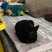 Yukichi is registered to the contest to win money with this photo: bed, bedding, black_cat, blanket, cat, cat_loaf, cozy, eyes, fur, home, indoor, nap, pet, pillow, plush_toy, portrait, sleepy, soft_texture, stuffed_animal, toy_collection