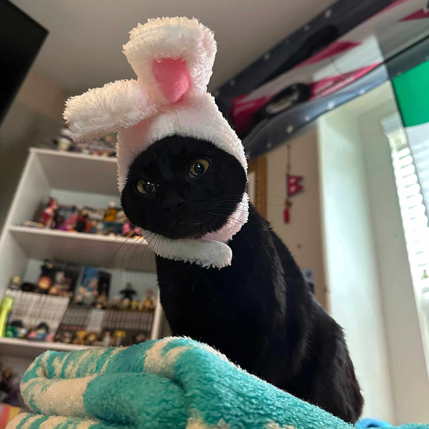 Yukichi joined the competition — help win amazing prizes! bedroom, black_cat, blanket, blinds, bunny_hat, cat, costume, cozy, eyes, figurines, funny_expression, hat, indoor, pet, portrait, shelf, towel, toys, whiskers, window
