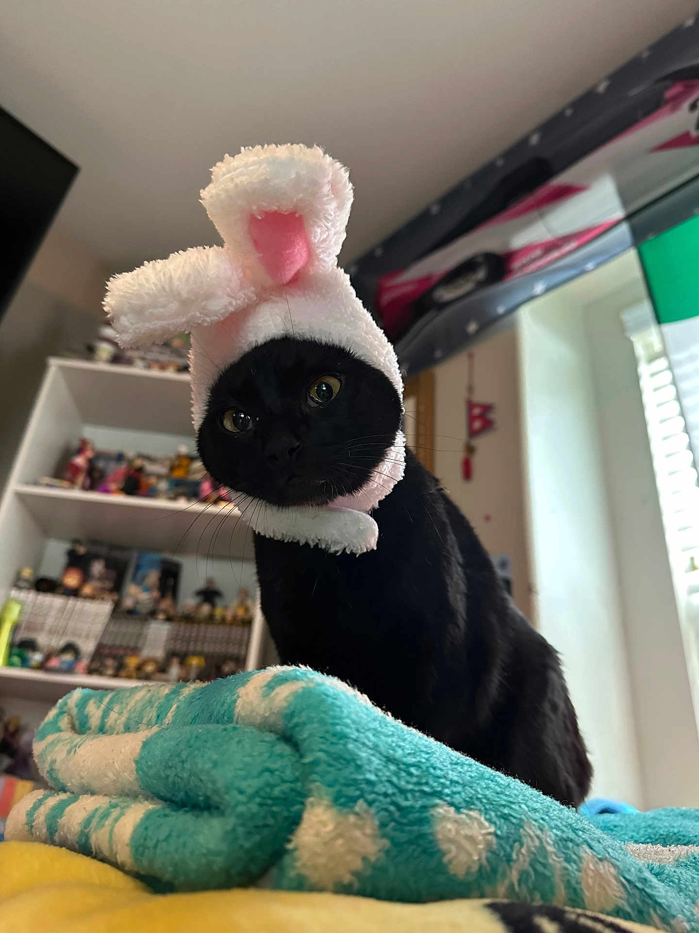 Yukichi joined the competition — help win amazing prizes! bedroom, black_cat, blanket, blinds, bunny_hat, cat, costume, cozy, eyes, figurines, funny_expression, hat, indoor, pet, portrait, shelf, towel, toys, whiskers, window