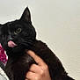 Yukichi is registered to the contest to win money with this photo: animal, being_held, black_cat, cat, close_up, domestic_cat, ear, eye, fur, human_hand, indoor, licking, looking, pet, playful, portrait, textured_wall, tongue_out, wall, whiskers
