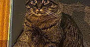 Cheerio is registered to the contest to win money with this photo: alert, animal, carpet, cat, closeup, curtain, cute, domestic, doorframe, ears, feline, floor, indoor, mammal, pet, shadow, sitting, striped_fur, tabby, whiskers