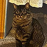 alert, animal, carpet, cat, closeup, curtain, cute, domestic, doorframe, ears, feline, floor, indoor, mammal, pet, shadow, sitting, striped_fur, tabby, whiskers