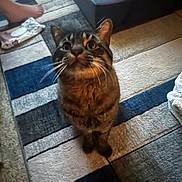 Cheerio is registered to the contest to win money with this photo: animal, carpet, cat, cozy, curious, domestic_animal, ears, floor, foot, furniture, home, indoor, looking_up, mammal, pet, rug, sofa, striped, tabby_cat, whiskers