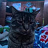 Cheerio joined the competition — help win amazing prizes! animal, blanket, cat, closeup, colorful, cozy, domestic, ears, expression, face, feline, fur, furniture, home, indoor, mammal, pet, portrait, tabby_cat, whiskers