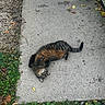 Cheerio joined the competition — help win amazing prizes! animal, cat, concrete, cute, daylight, fall, feline, grass, greenery, ground, leaves, lying_down, nature, outdoor, pet, plants, relaxed, resting, sidewalk, tabby_cat