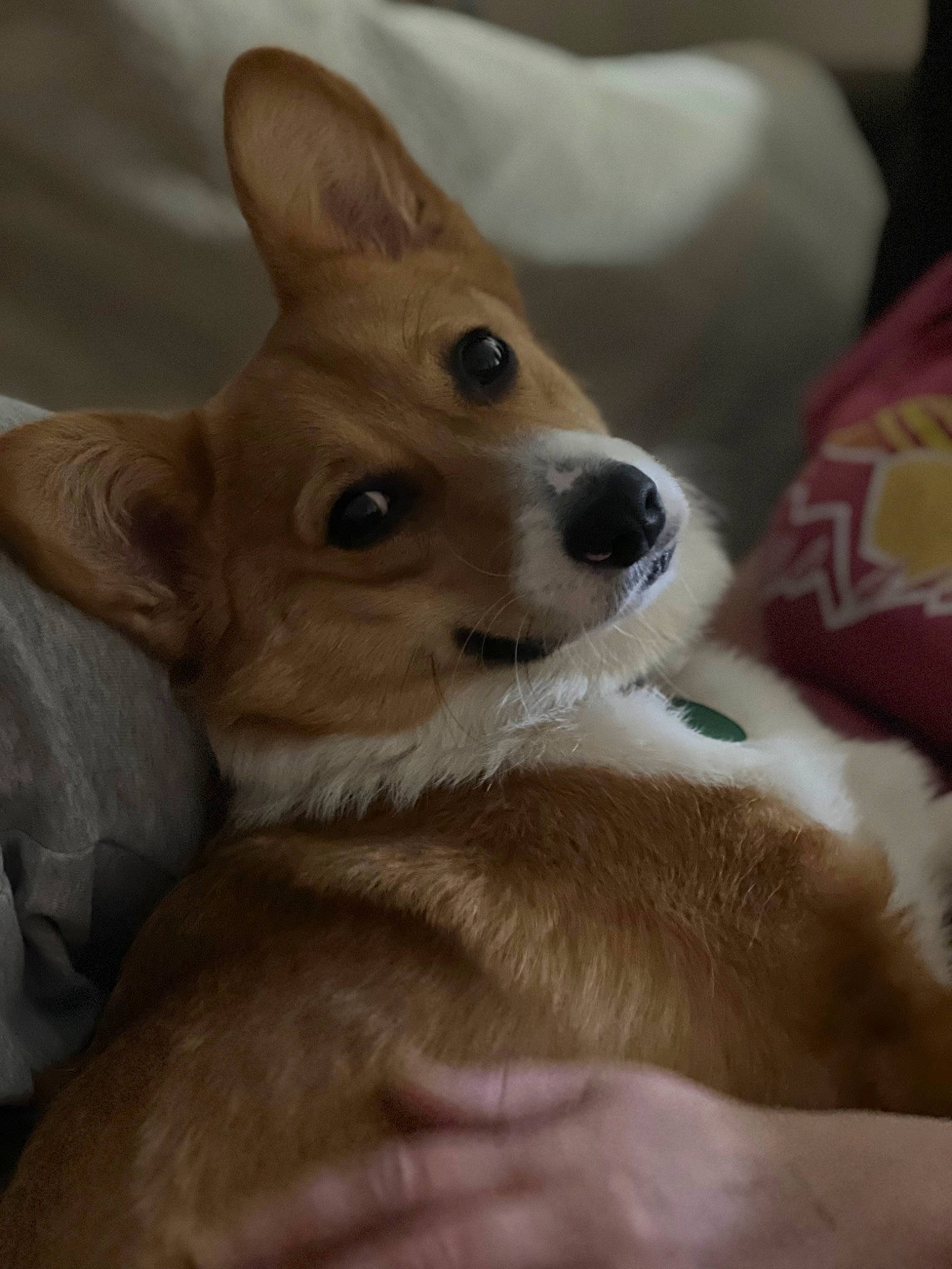 Lady joined the competition — help win amazing prizes! ancient_dog_breeds, canidae, carnivore, comfort, companion_dog, dog, dog_breed, ear, fawn, fur, non_sporting_group, snout, sporting_group, terrestrial_animal, whiskers, working_animal, working_dog