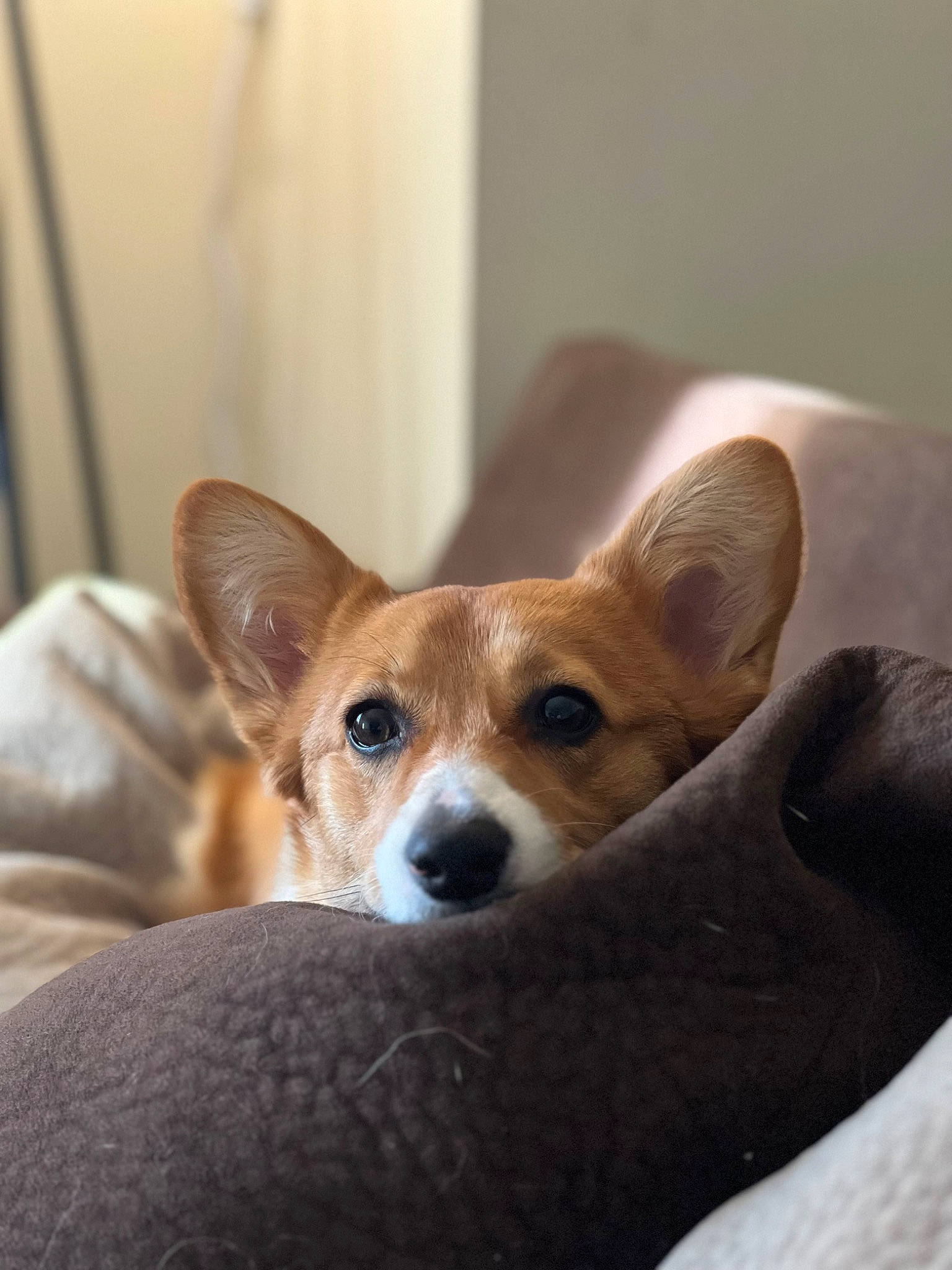 Lady is registered to the contest to win money with this photo: canidae, carnivore, comfort, companion_dog, dog, dog_breed, fawn, puppy, snout, sporting_group, terrestrial_animal, toy_dog, whiskers, wood, working_animal