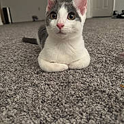 Mr. Biscuits joined the competition — help win amazing prizes! cat, kitten, gray_and_white, carpet, indoor, pet, animal, feline, curious, lying_down, wide_eyes, ears_up, soft_lighting, floor, door, shoes, background, cozy, domestic, cute