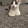 cat, kitten, gray_and_white, carpet, indoor, pet, animal, feline, curious, lying_down, wide_eyes, ears_up, soft_lighting, floor, door, shoes, background, cozy, domestic, cute