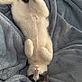 Mr. Biscuits joined the competition — help win amazing prizes! cat, kitten, pet, animal, white, gray, fur, blanket, soft, cozy, cute, lying_down, relaxed, indoor, closeup, face, whiskers, paws, ears, sleepy
