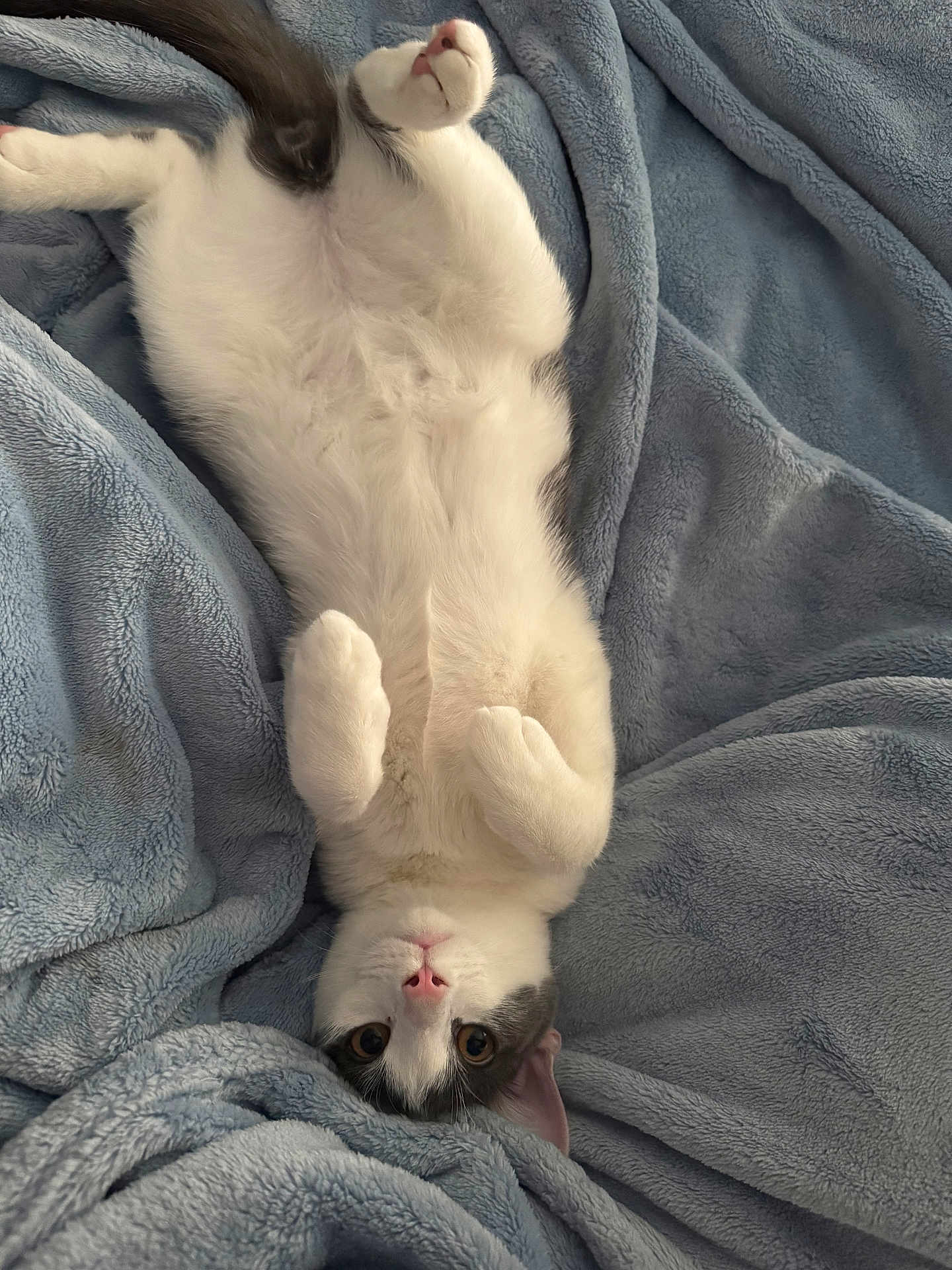 Mr. Biscuits joined the competition — help win amazing prizes! cat, kitten, pet, animal, white, gray, fur, blanket, soft, cozy, cute, lying_down, relaxed, indoor, closeup, face, whiskers, paws, ears, sleepy
