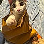 Mr. Biscuits is registered to the contest to win money with this photo: cat, kitten, paper_bag, paw, curious, blanket, indoor, pet, animal, cute, feline, whiskers, ears, face, pink_nose, fur, playful, cozy, soft, domestic