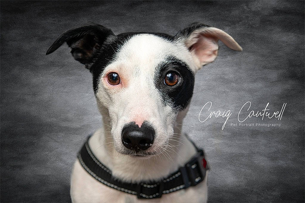 Brewster is registered to the contest to win money with this photo: canidae, carnivore, companion_dog, dog, dog_breed, feist, greyhound, italian_greyhound, mammal, rare_breed_dog, rat_terrier, snout, vertebrate, whippet, whiskers