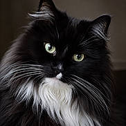 Baby joined the competition — help win amazing prizes! cat, long_hair, black_and_white, tuxedo_cat, green_eyes, whiskers, fluffy, fur, portrait, close_up, pet, animal, feline, indoors, dark_background, dramatic_lighting, symmetrical, groomed, cute, alert