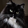cat, long_hair, black_and_white, tuxedo_cat, green_eyes, whiskers, fluffy, fur, portrait, close_up, pet, animal, feline, indoors, dark_background, dramatic_lighting, symmetrical, groomed, cute, alert