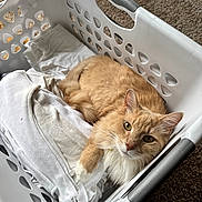Draco joined the competition — help win amazing prizes! animal, carpet, cat, clothing, cozy, curious, domestic, ears, feline, folded_clothes, fur, household, indoor, laundry_basket, orange_cat, pet, relaxed, resting, whiskers, white_cat
