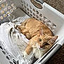animal, carpet, cat, clothing, cozy, curious, domestic, ears, feline, folded_clothes, fur, household, indoor, laundry_basket, orange_cat, pet, relaxed, resting, whiskers, white_cat