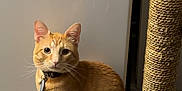 Garfield joined the competition — help win amazing prizes! cat, orange_tabby, collar, scratching_post, toy_mouse, wooden_floor, pet, indoor, fur, whiskers, animal, cute, feline, sitting, looking, curious, domestic_cat, household, playful, pet_accessory