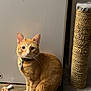 cat, orange_tabby, collar, scratching_post, toy_mouse, wooden_floor, pet, indoor, fur, whiskers, animal, cute, feline, sitting, looking, curious, domestic_cat, household, playful, pet_accessory
