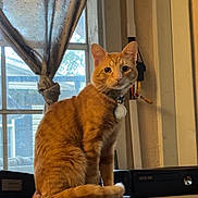 Garfield joined the competition — help win amazing prizes! cat, orange_tabby, indoor, windowsill, curtain, collar, pet, feline, looking_at_camera, electronics, xbox_360, window, tied_curtain, fur, animal, domestic_cat, home, sitting, curious, household