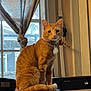 cat, orange_tabby, indoor, windowsill, curtain, collar, pet, feline, looking_at_camera, electronics, xbox_360, window, tied_curtain, fur, animal, domestic_cat, home, sitting, curious, household