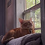Garfield joined the competition — help win amazing prizes! cat, orange_cat, tabby, sleeping, window, sunlight, blanket, rolled_blanket, couch, indoor, cozy, relaxed, pet, feline, fur, domestic_cat, resting, side_view, home, quiet