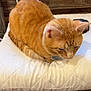 Garfield joined the competition — help win amazing prizes! cat, orange_tabby, pet, animal, feline, resting, indoor, pillow, quilted, wooden_surface, air_conditioner, fur, ears, whiskers, close_up, sleepy, domestic_cat, cute, cozy, relaxed