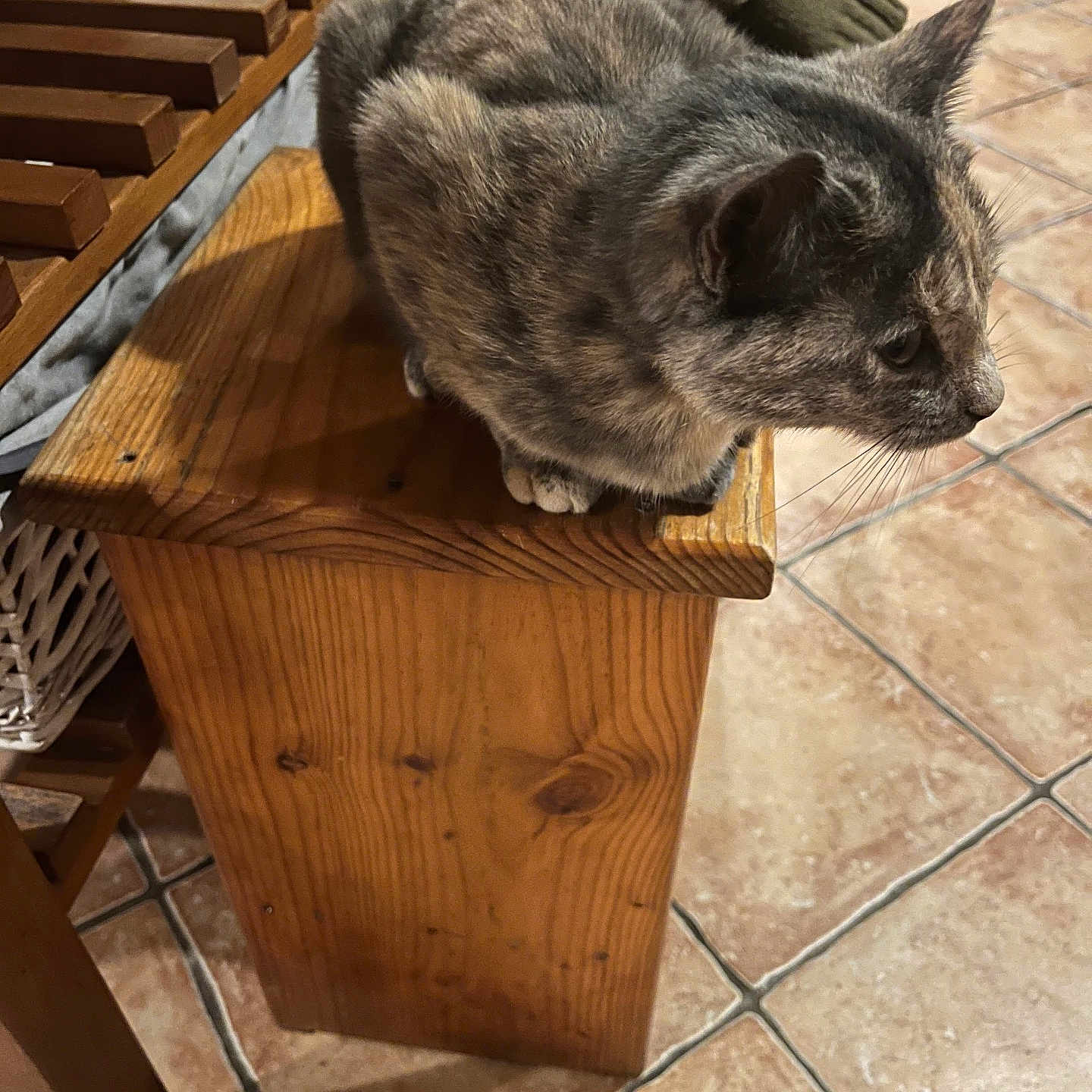 Chipie participe au concours pour gagner de l'argent avec cette photo : animal, box, cat, crate, drawer, furniture, hardwood, indoors, interiordesign, kitten, lumber, manx, path, pet, plywood, shelf, stainedwood, table, walkway, wood