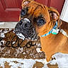 dog, brown_dog, snow, porch, red_door, wooden_floor, collar, pet_tag, playful, animal, canine, outdoor, winter, snowy, close_up, looking_up, leash, curious, face, paw